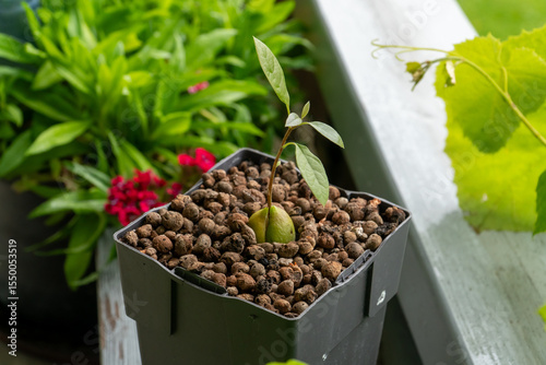 A young avocado plant sprouts from a seed in a seedlings pot, surrounded by lush greenery and flowers—capturing the essence of home gardening and growth.