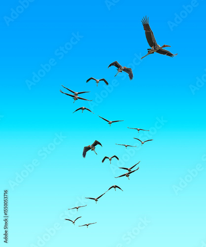 Free flying stork in the sky with no limits - an idea came to my mind when I see hornbill stork taking a flight.