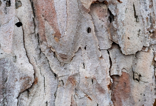 Wallpaper Mural Pine bark Torontodigital.ca