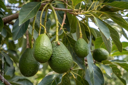 avocado hanging on tree