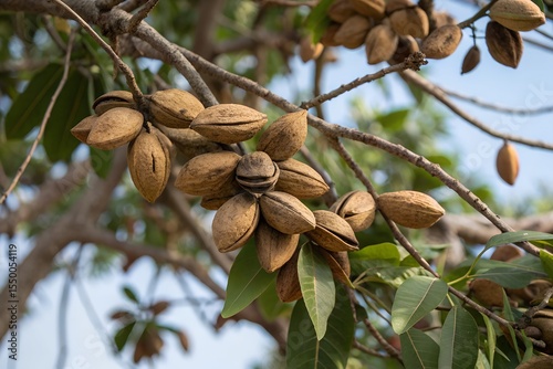 Raw almonds on tree