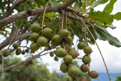 Walnut hanging on tree in asia.