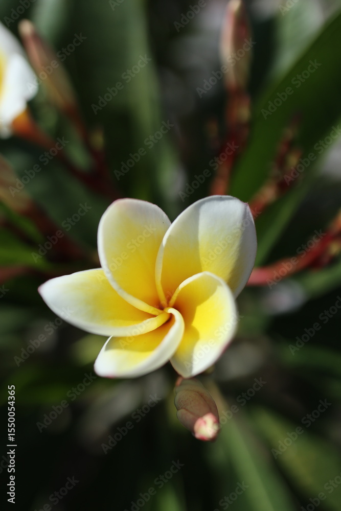 Obraz premium frangipani plumeria flowers
