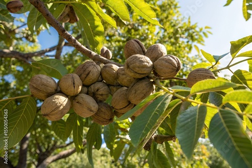 Walnuts on tree 