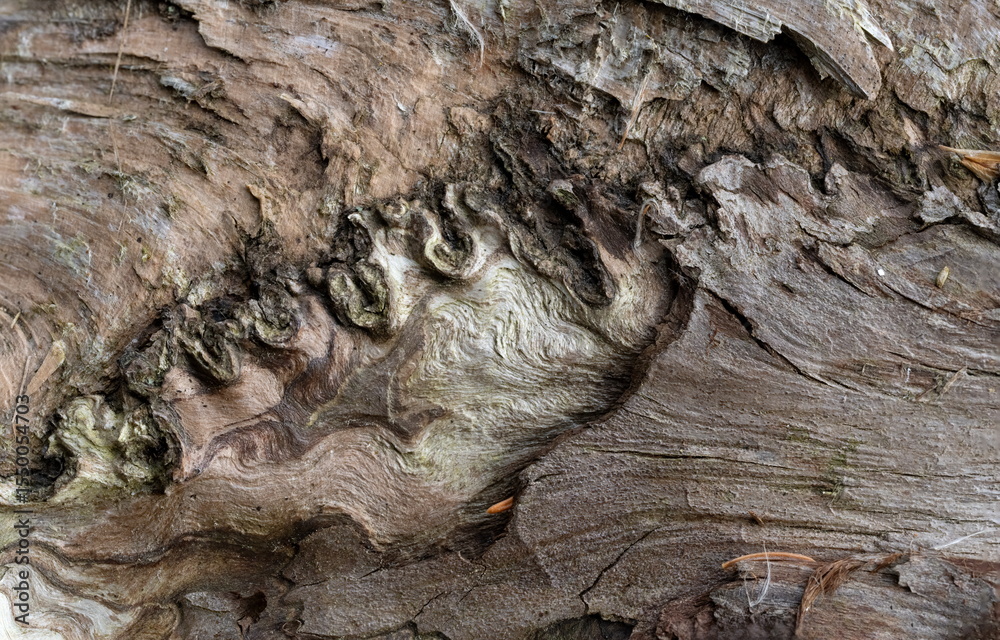 custom made wallpaper toronto digitalCurly Pattern on tree