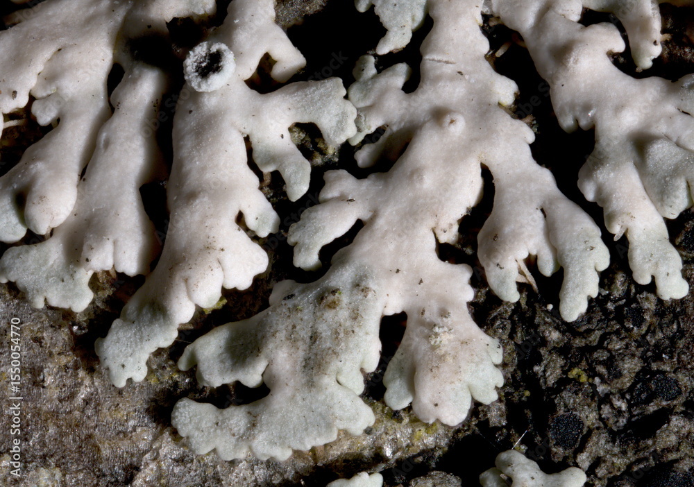 custom made wallpaper toronto digitalLichen macro