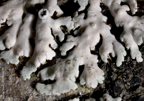 Wallpaper Mural Lichen macro Torontodigital.ca