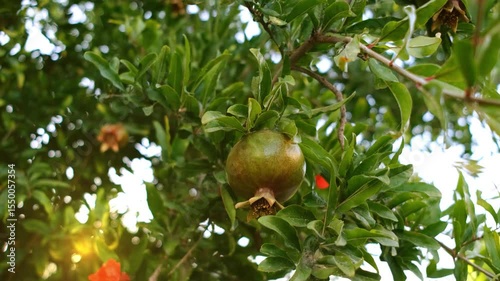 Pomegranate swinging slowly on its branch