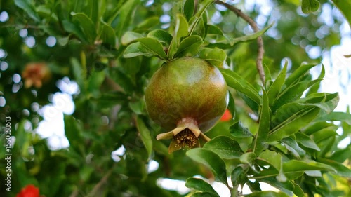 Pomegranate swinging slowly on its branch