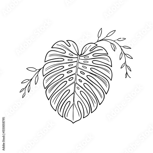 Elegant monstera leaf with delicate vine accents isolated on transparent background