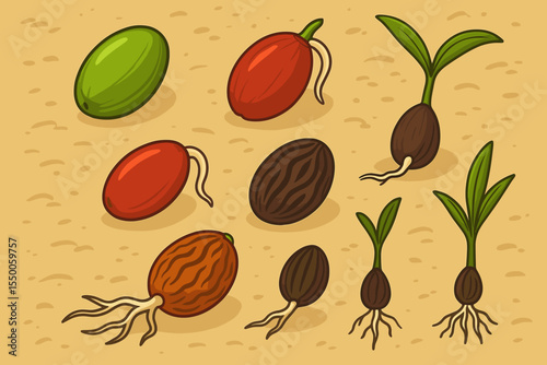 Palm Seeds Collection Germination Stages. Botanical Growth Cycle. Sprouting Seedlings Evolution. Tropical Plant Life Process. Vector Cartoon Set. Agriculture Nature Education Concept Art