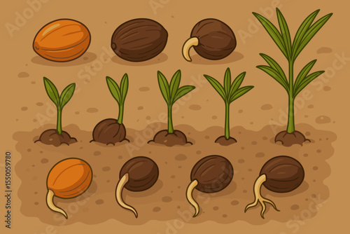 Palm tree life cycle stages. Sprouting seed to young plant evolution. Germination, growth process, seedling development. Botany education illustration. Vector diagram on soil background