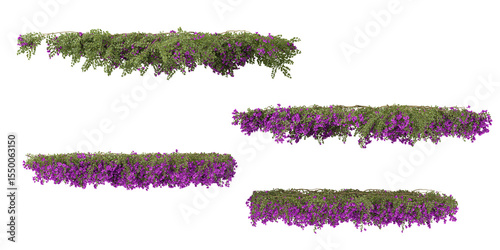 Set of Bougainvillea creeper plants isolated on transparent background from the top view