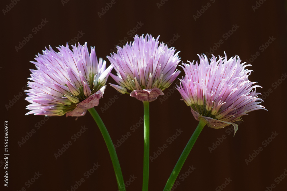 Obraz premium Chive flowers, close up view