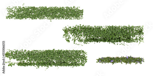 Set of Clematis,Cissus creeper plants isolated on transparent background from the top view