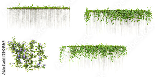 Set of Clematis,Cissus creeper plants isolated on transparent background