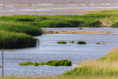 Coastal wetland with tall green grasses and scattered shorebirds resting on sandy banks near calm blue water and a distant wavy sea.