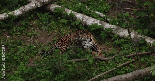 Beautiful Jaguar, resting peacefully among fallen trees and bright green vegetation, demonstrating its magnificent presence in the natural environment. Strong wild cat jaguar.