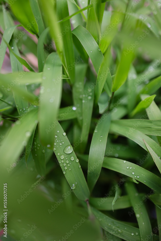 Fototapeta premium Dew-covered green grass reveals nature's beauty in the early morning light at a local park in springtime