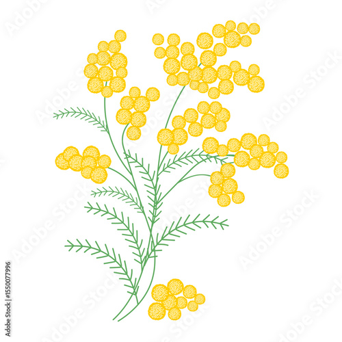 Spring mimosa branche with blooming flowers. Delicate floral composition