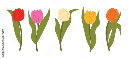 Set of isolated multicolored tulips for your floral designs. Spring flower. Design elements for postcards and greetings, card for your loved ones