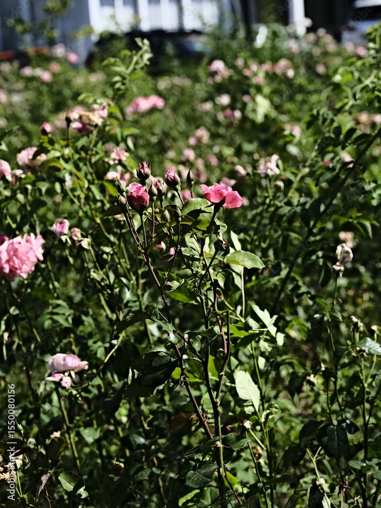 Fototapeta premium pink valentine roses and rose buds