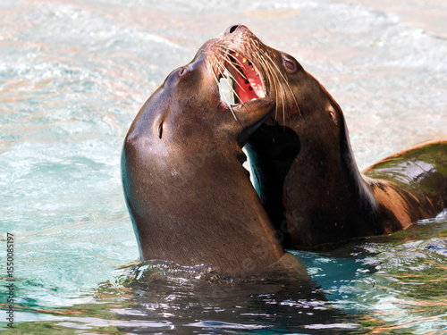 Close-up California sea lion (Zalophus californianus) having fun in the water, mouth to mouth showing teeth  
