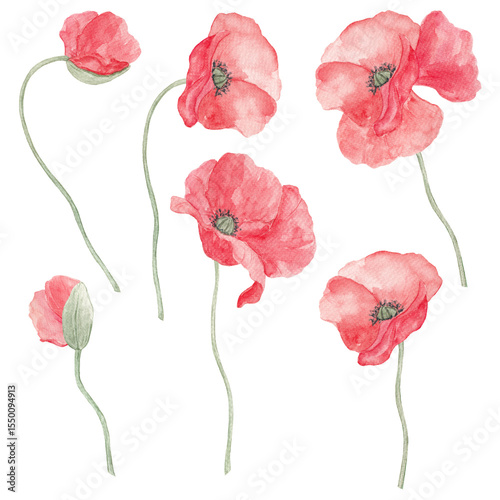 Wallpaper Mural Red poppies, watercolor. Texture. Watercolor painted poppies. Summer. Spring, May. Set of elements for decoration. Sublimation elements. Spring wildflowers. Icelandic poppies. Torontodigital.ca