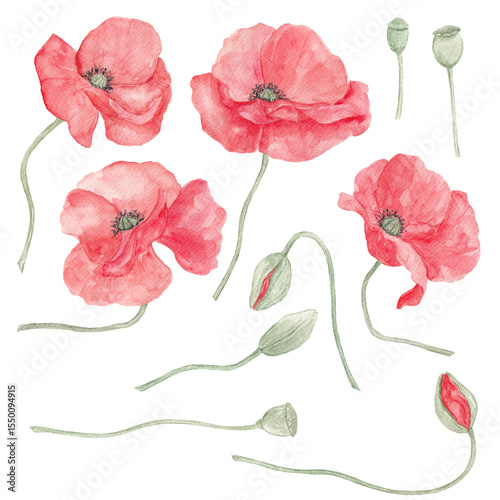 Wallpaper Mural Red poppies, watercolor. Texture. Watercolor painted poppies. Summer. Spring, May. Set of elements for decoration. Sublimation elements. Spring wildflowers. Icelandic poppies. Torontodigital.ca