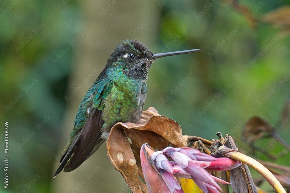 Fototapeta premium beautiful hummingbird in Costa Rica