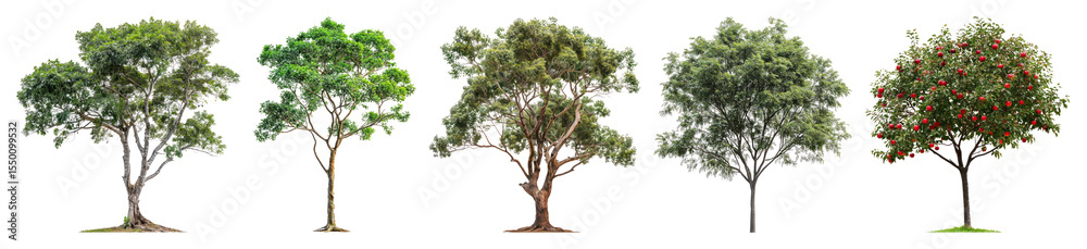 Fototapeta premium PNG Diverse trees with vibrant foliage, element set on transparent background
