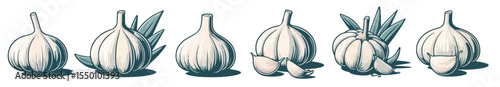 Vector set of fresh garlic