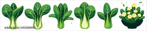 Vector set of pak choi vegetables