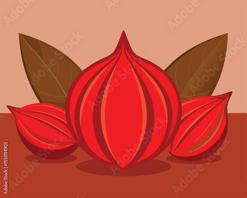 Red mace spice aril of nutmeg arranged design vector art 
