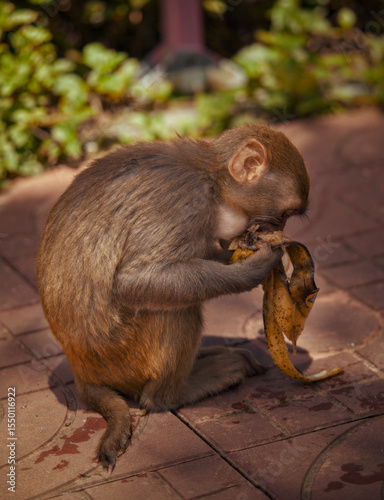 Sticker A monkey is sitting comfortably on a purple railing, happily eating a banana