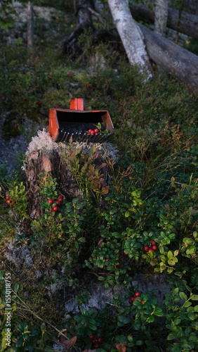 collected lingonberries in a berry basket