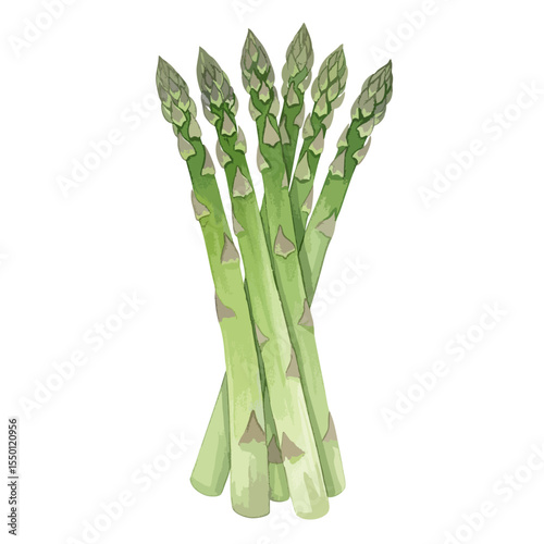 Asparagus Isolated on Transparent PNG Background- Watercolour Art
