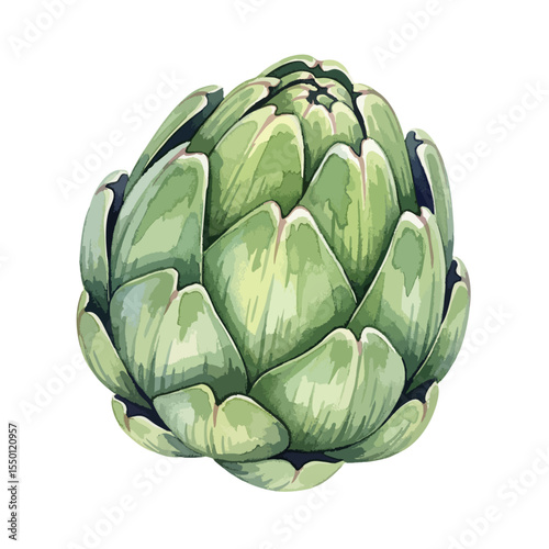 Artichoke Isolated on Transparent PNG Background- Watercolour Art