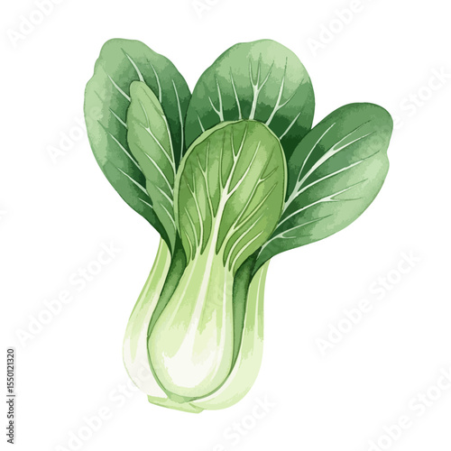 Bok Choy Isolated on Transparent PNG Background- Watercolour Art