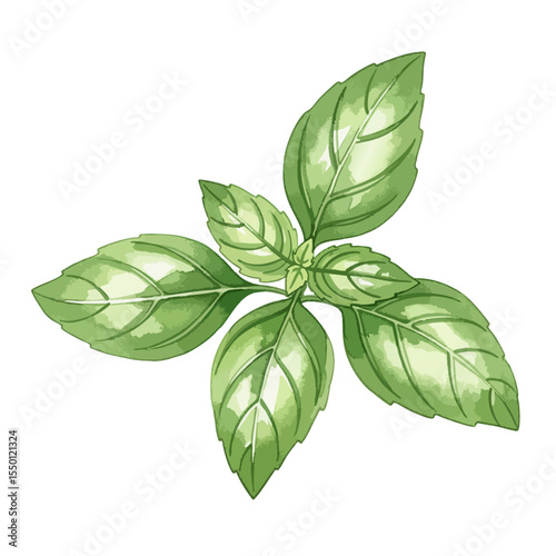Basil Leaves Sprig Isolated on Transparent PNG Background- Watercolour Art