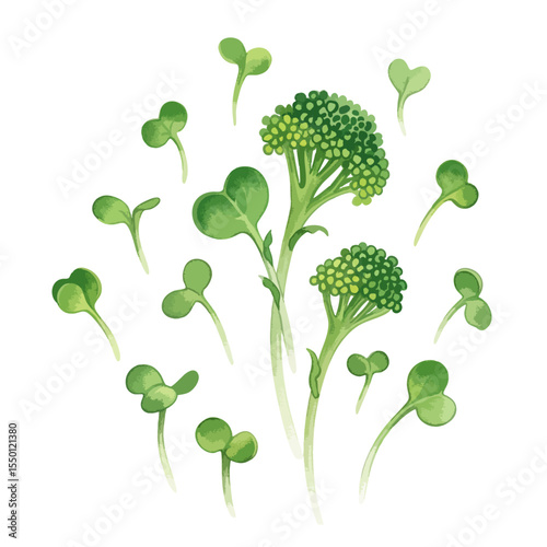 Broccoli Sprouts Isolated on Transparent PNG Background- Watercolour Art