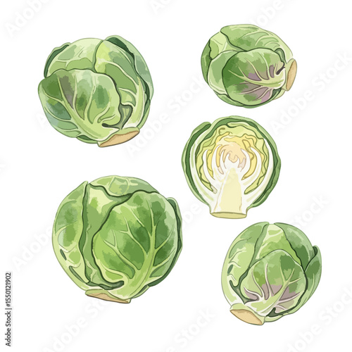 Brussels Sprouts Isolated on Transparent PNG Background- Watercolour Art