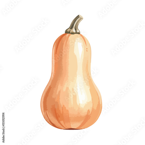 Butternut Squash Isolated on Transparent PNG Background- Watercolour Art
