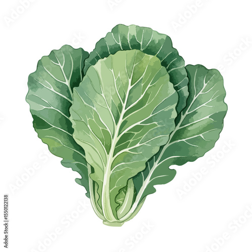 Collard Greens Isolated on Transparent PNG Background- Watercolour Art
