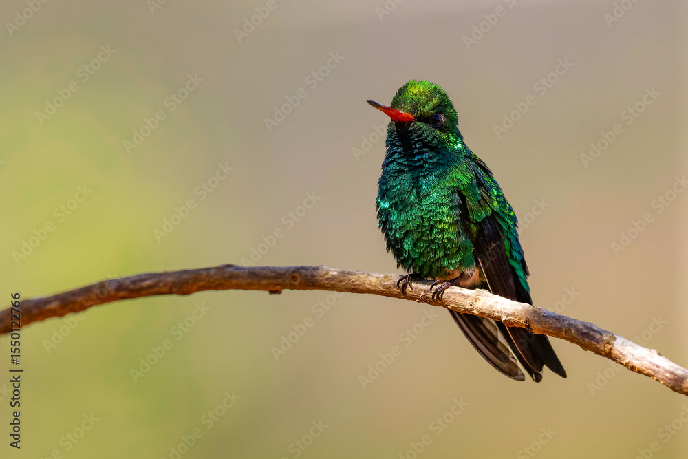 Fototapeta premium Glittering-bellied emerald - Chlorostilbon lucidus 