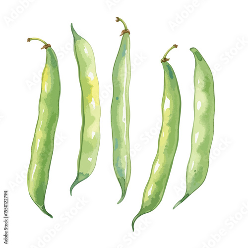 Green Beans Isolated on Transparent PNG Background- Watercolour Art
