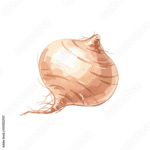 Jicama Isolated on Transparent PNG Background- Watercolour Art