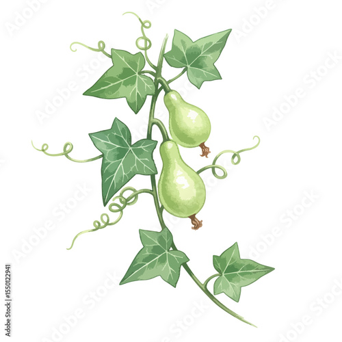 Ivy Gourd Isolated on Transparent PNG Background- Watercolour Art