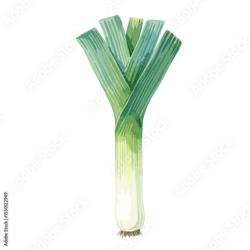 Leek Isolated on Transparent PNG Background- Watercolour Art