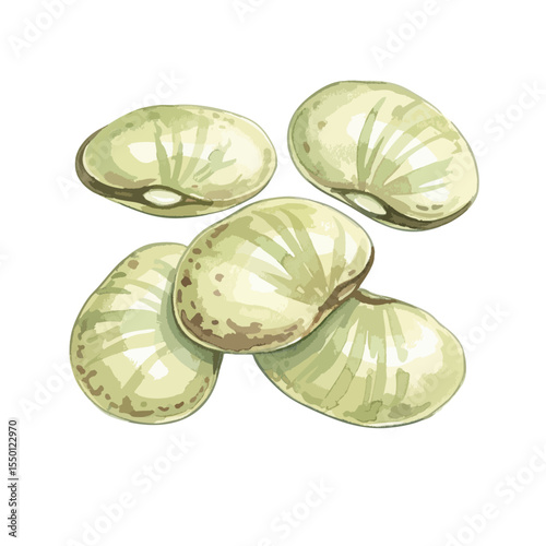Lima Beans Isolated on Transparent PNG Background- Watercolour Art